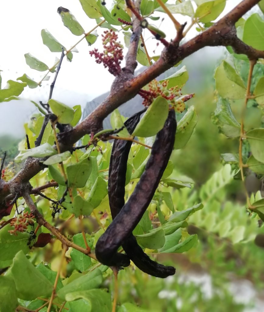 vainas de algarroba sobre el árbol